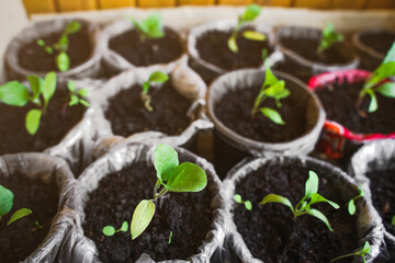 Seedlings in the ground stand on the window