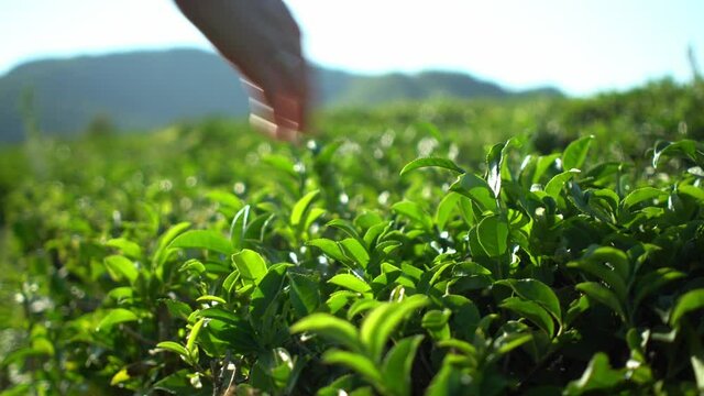 Woman harvesting fresh green tea leaves on tea plantation farm field with mountain background