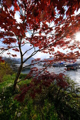 Obraz premium A tree and the harbour of Vitznau. The 27th April 2021, Switzerland.