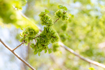 Green young leaves on a branch, beautiful nature background