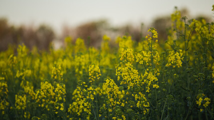 Fototapeta premium Yellow rapeseed plants in bloom on a brown agricultural field close up