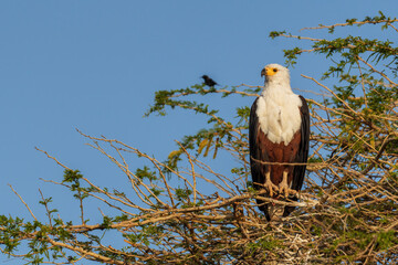 African Fish-eagle - Haliaeetus vocifer, beautiful large bird of prey from African woodland, lakes and open waters, lake Ziway, Ethiopia.
