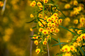 yellow flowers in spring