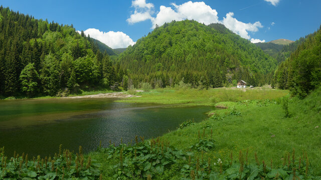 A peaceful and quiet lake in a mountainous area, surrounded by virgin beech and coniferous woods. Summer season, Capatanii Massif, Carpathia, Romania. 