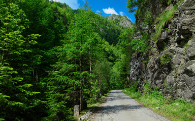 Fototapeta na wymiar Driving along wild beech tree forests in Latorita Valley, a high altitude mountainous road. Capatanii Massif, Carpathia, Romania. Springtime.