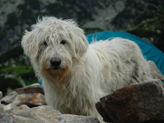 Close up portrait of a sheepdog. The dog wanders in an alpine area looking for treats from hikers. Retezat Massif, Carpathia, Romania.