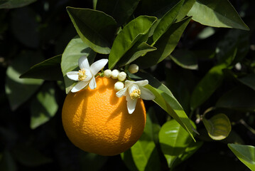 Turkey, Botany, Orange