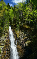 Fototapeta na wymiar Vertical panorama of Scorusu waterfall flowing out of the spruce forest on a vertical cliff. Capatanii Mountains, Carpathians, Romania. 
