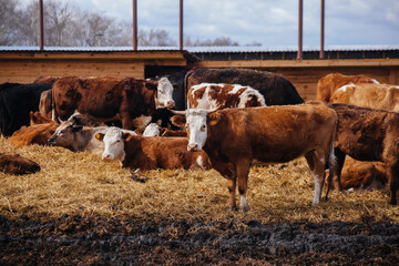 Marbled meat cows in free open stall