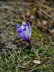 A mottled purple petal crocus flower blooming on the alpine pastures of the Carpathian mountains during spring season.