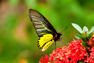 The butterfly is looking for its food.