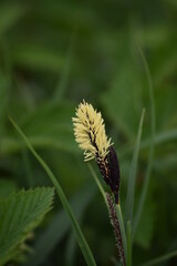 Gold sedge