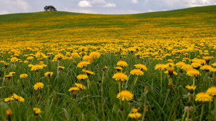 Green meadow with thousands of dandelion plants