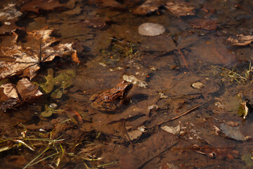 the frog in the swamp