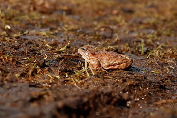 the frog in the swamp