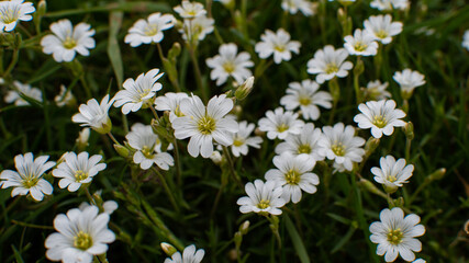 several white flowers of the common field hornwort