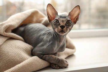 Adorable Sphynx kitten wrapped in plaid near window at home. Baby animal