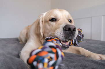 Cheerful golden retriever with a colored rope toy in his teeth. The big dog plays at home with the...