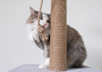 A gray cat with a white muzzle sits on a scratching post. Cozy cat house with a toy on a white...