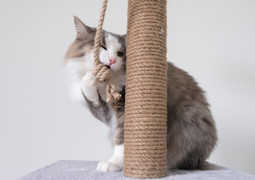 A gray cat with a white muzzle sits on a scratching post. Cozy cat house with a toy on a white background.