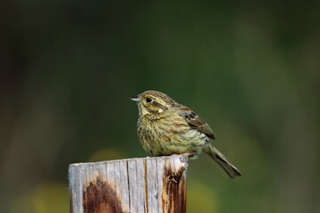 Female Cirl bunting on a post.