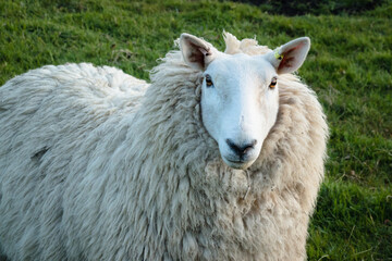 A single sheep with a thick fleece looking towards the camera