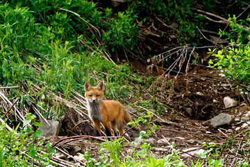 Fox pups outside the entrances of their den on Seward Raod in Windsor in Broome County in Upstate NY.  Red Fox Pups stay close to the safety of their den.  Early morning shot.  