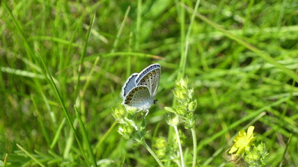 Small blue-gray butterfly on a flower 