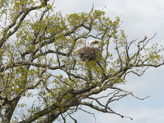 A white stork (Ciconia ciconia) stands on a nest in a tree in UK.A chick head is just visible.Shows nesting habitat