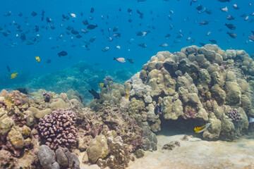 School of fish swimming over coral reef in tropical ocean