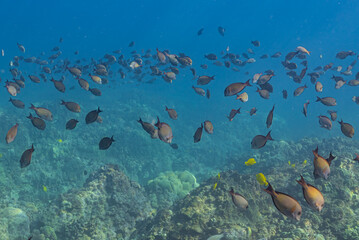 Plakat School of fish swimming over coral reef in tropical ocean