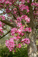 Pink blossoms on a crabapple tree in spring