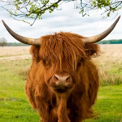Foto op Canvas scottish highland cow © M