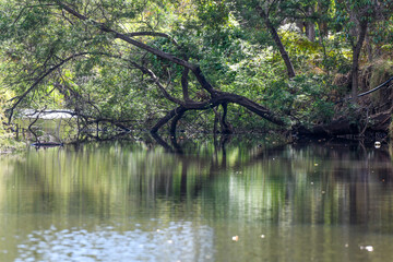 Fototapeta premium Preston River reflection