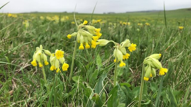 Echte Schl&uuml;sselblume (Primula veris) auf einer Wiese.