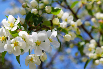 blossom apple tree. Spring. White flower