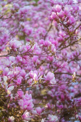 Magnolienbaum-Detail