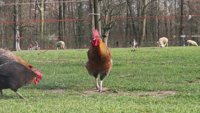 gallo di fattoria e pecore sullo sfondo