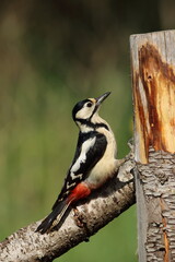 Great spotted woodpecker.