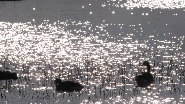 The barnacle geese (Branta leucopsis) on the background of sun glare on the water surface. Nordic nature in Finland.