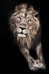 Fototapeta na wymiar Questioning moon lion male lies in the dark stretching out powerful paws, black