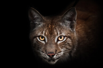 Attentive curiosity of glowing orange and yellow eyes of beauty lynx on black background © Mikhail Semenov