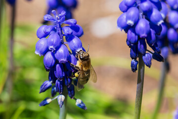 Fototapeta na wymiar The Bee on the Flower in the green Nature