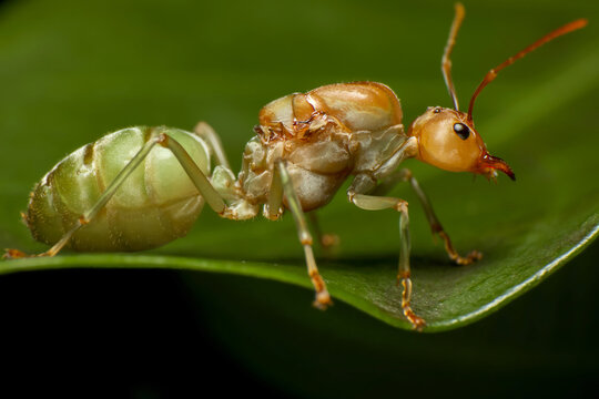 Super macro photo of Weaver ants queen on green leaf background.