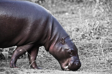 Funny pink purple pygmy hippopotamus on discolored background