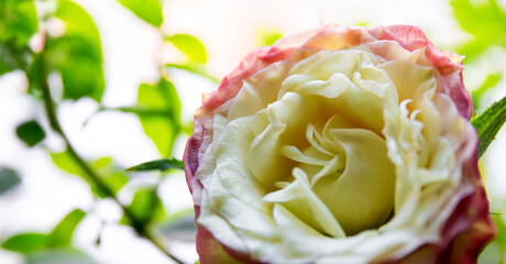 Web banner with garden rose bud surrounded by greenery close-up, soft focus