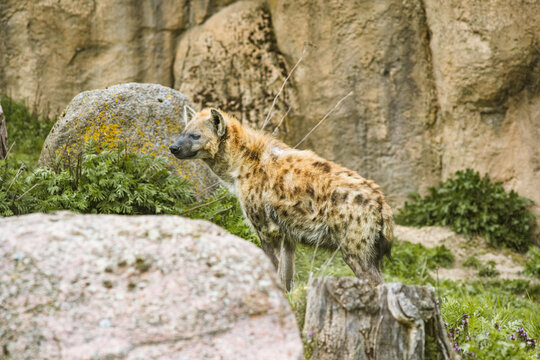Selective focus shot of a hyena