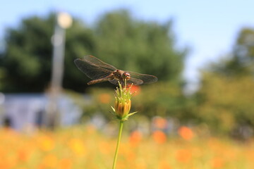 dragonfly on a flower
