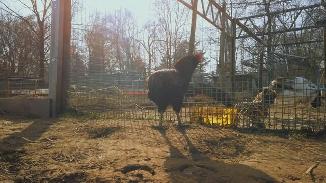 gallo in controluce  cammina nel pollaio