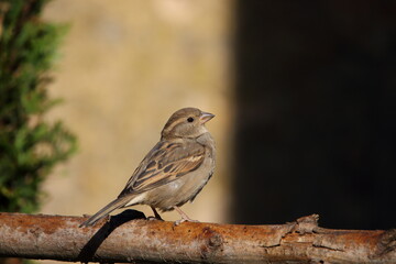 A female House sparrow